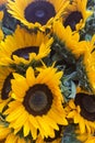 sunflowers for sale in a local market.