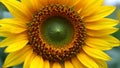 Close up of a sunflowers spiral seeds and golden petals