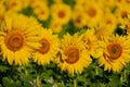 sunflowers on a sunflower field in a countryside, blurred background Royalty Free Stock Photo