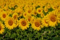 sunflowers on a sunflower field in a countryside, blurred background Royalty Free Stock Photo