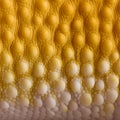 Close-up of Sunglow Leopard gecko scales Royalty Free Stock Photo