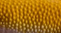 Close-up of Sunglow Leopard gecko scales Royalty Free Stock Photo