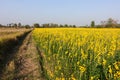 Close up of sunhemp flower and Rice field after harvest