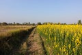 Close up of sunhemp flower and Rice field after harvest