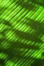 Close up sunlight through green leaves,palm leaf background. Light and shadow on tropical leaf natural pattern for wallpaper, spri Royalty Free Stock Photo