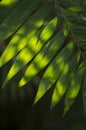 Close-up of sunlight and shadows on the surface of many green palm leaves.