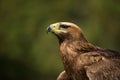 Close-up of sunlit golden eagle looking up