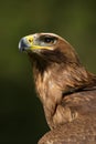 Close-up of sunlit golden eagle staring upwards