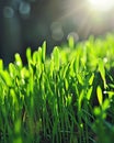 Close-Up of Sunlit Grass Blades