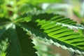 Textured marijuana leaf in the sunlight with blurred background Royalty Free Stock Photo