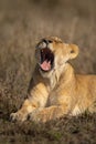 Close-up of sunlit lion cub lying yawning Royalty Free Stock Photo