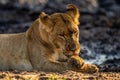 Close-up of sunlit lioness lying licking paw