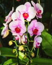 Sunlit pink orchid flowers on display in flower shop Royalty Free Stock Photo