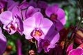 Sunlit purple orchid flowers on display in flower shop Royalty Free Stock Photo