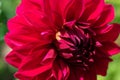 Close up sunlit red fragile dahlia blossoming plant