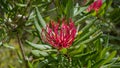 close up of sunlit tasmania waratah flower at cradle mt Royalty Free Stock Photo