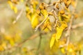 Yellow kowhai tree flowers in bloom Royalty Free Stock Photo