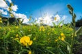 Close-up Sunn hemp, Chanvre indien, Crotalaria juncea yellow blossom in field with sunlight Royalty Free Stock Photo