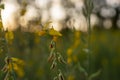 The close up sunn hemp and sunlight at the farming Royalty Free Stock Photo