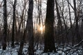 Close up sunset winter forest Royalty Free Stock Photo