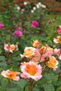 Close-up of a superb roses in bloom in a park rose garden