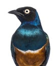 Close-up of a Superb Starling - Lamprotornis superbus