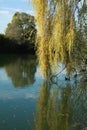 Close-up of a superb weeping willow in autumn