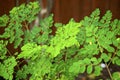 Close up of superfood moringa tree leaf clusters