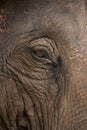 Close up of Elephant eye Royalty Free Stock Photo