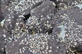Close up surface of gravel ground textures in high resolution Royalty Free Stock Photo