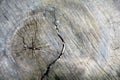 A close-up of the surface of old cut of tree,texture of an old t Royalty Free Stock Photo