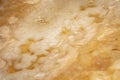 Close-up surface pattern big fresh scoby symbiotic culture of bacteria and yeast kombucha image