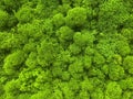 Close-up surface of the wall covered with green moss. Modern eco friendly decor made of colored stabilized moss. Natural Royalty Free Stock Photo