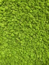 Close-up surface of the wall covered with green moss. Modern eco friendly decor made of colored stabilized moss Royalty Free Stock Photo