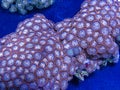 Zoanthid soft coral Royalty Free Stock Photo