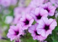 Close up Surfinia petunia