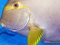 Close up of surgeon fish or tang Seychelles Royalty Free Stock Photo