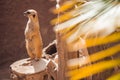 Close up Suricate or meerkat Suricata suricatta perched on log keeping watch in desert Royalty Free Stock Photo