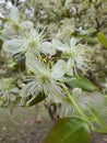 Close-up of a Surinamese or Pitanga cherry blossom in a garden.