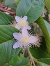 Close-up of a Surinamese or Pitanga cherry blossom in a garden.