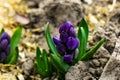 Close up of surprise pink and blue purple dutch hyacinth or garden hyacinth flowers fields in the park Royalty Free Stock Photo
