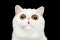 Close-up surprised Pure White Exotic Cat Head Isolated Black Background Royalty Free Stock Photo