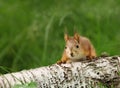 Close-up of a surprised Red squirrel on a log Royalty Free Stock Photo