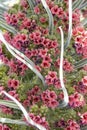 Close-up of the surreal inflorescence of Echium wildpretii, an endemic biennial flower known locally as Tajinaste rojo, Tenerife