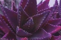 Close up surreal succulent plant ultraviolet cactus