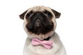 Close up of suspicious Pug puppy wearing pink bowtie