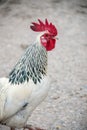 Close up of a Sussex Light cockerel on a farm in England