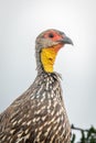 Close-up of Swainson`s spurfowl on leafy bush Royalty Free Stock Photo