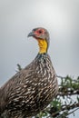 Close-up of Swainson`s spurfowl in leafy bush