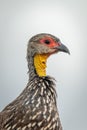 Close-up of Swainson`s spurfowl under grey sky